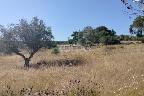 Terra a Alter do Chao, Portalegre, Alter do Chao - € 14.900 | Ref: ZMPT569958 - foto 8