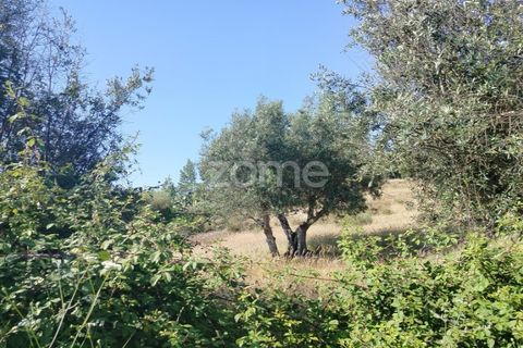 Terra a Alter do Chao, Portalegre, Alter do Chao - € 14.900 | Ref: ZMPT569958 - foto 2