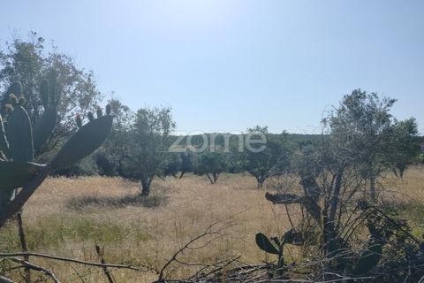 Terra a Alter do Chao, Portalegre, Alter do Chao - € 14.900 | Ref: ZMPT569958 - foto 3