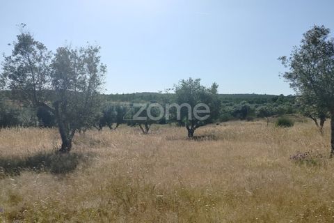 Terra a Alter do Chao, Portalegre, Alter do Chao - € 14.900 | Ref: ZMPT569958 - foto 9
