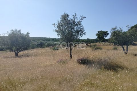 Grond in Alter do Chao, Portalegre, Alter do Chao - € 14.900 | Ref: ZMPT569958 - foto 9