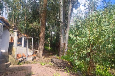 Landejendom i Monchique, Faro, Monchique - € 450.000 | Ref: TW267 - foto 18
