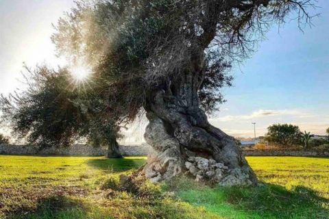 Landejendom i Cisternino, Brindisi, Cisternino - € 1.250.000 | Ref: GUYCA - foto 35