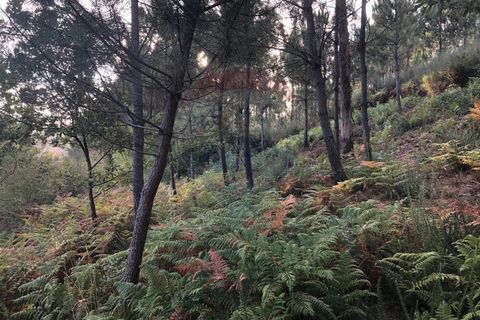 Helårsgrund i Amares, Braga, Amares - € 36.500 | Ref: 126371012-191 - foto 7