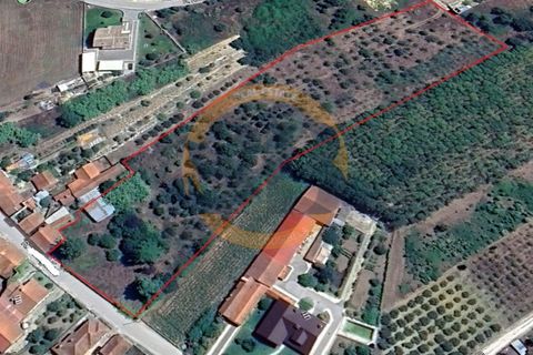 Helårsgrund i Anadia, Aveiro, Anadia - € 89.000 | Ref: T/0838 - foto 1