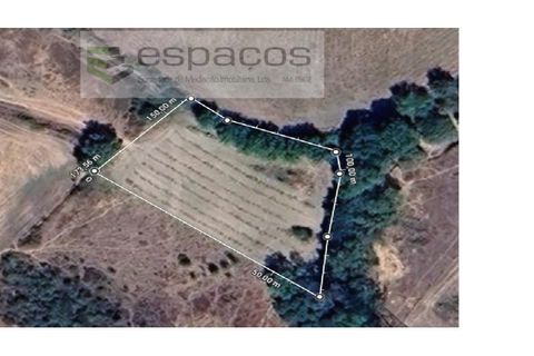 Terra a Fundao, Castelo Branco, Fundao - € 7.500 | Ref: 4053 RR-EM - foto 9