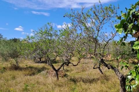 Landejendom i L'Aldea, Tarragona, L'Aldea - € 145.000 | Ref: Finca_Vinaixarop/7003 - foto 8