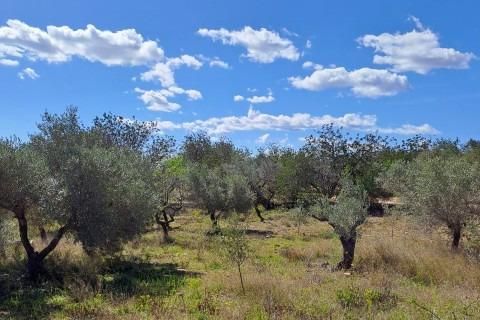 Landejendom i L'Aldea, Tarragona, L'Aldea - € 145.000 | Ref: Finca_Vinaixarop/7003 - foto 9