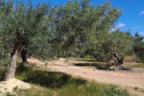 Landejendom i L'Aldea, Tarragona, L'Aldea - € 145.000 | Ref: Finca_Vinaixarop/7003 - foto 10