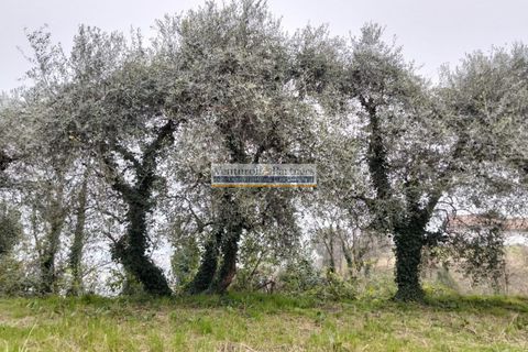 Terra a Salo, Brescia, Salo - € 60.000 | Ref: BT172 - foto 7
