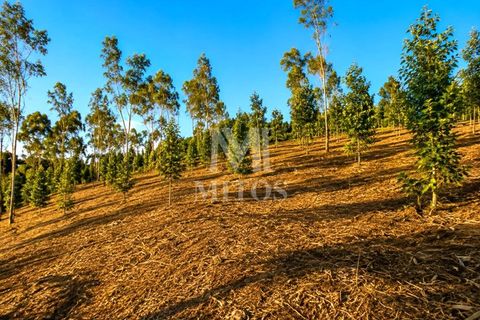 Helårsgrund i Barcelos, Braga, Barcelos - € 90.000 | Ref: S184 - foto 8