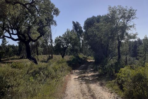 Helårsgrund i Tomar, Santarem, Tomar - € 30.000 | Ref: HD008 - foto 4