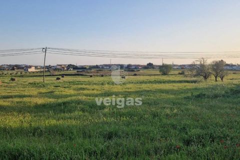 Tomt i Monte Real, Leiria, Monte Real - € 145 000 | Ref: LIZ-216115 - foto 2