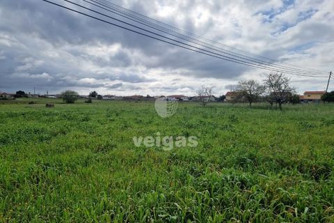 Tomt i Monte Real, Leiria, Monte Real - € 145 000 | Ref: LIZ-216115 - foto 6