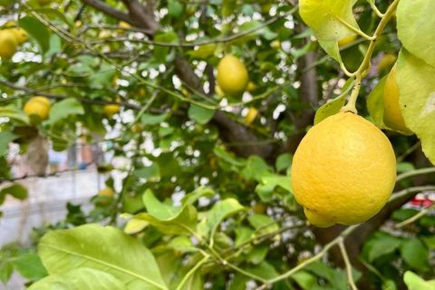 Byhus i Florence, Florence, Florence - € 1.250.000 | Ref: a25008 - foto 5