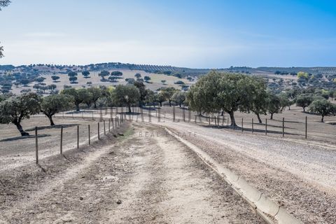Farm i Avis, Portalegre, Avis - € 6.780.000 | Ref: 8574 - foto 16