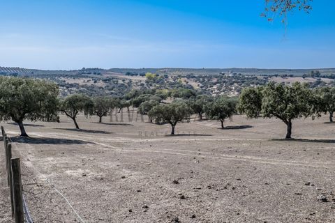 Farm i Avis, Portalegre, Avis - € 6.780.000 | Ref: 8574 - foto 17