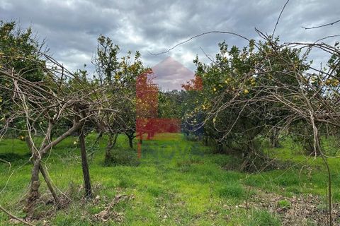 Farm i Vila Verde, Braga, Vila Verde - € 900.000 | Ref: 08580 - foto 40