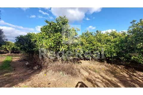 Helårsgrund i Moncarapacho, Faro, Moncarapacho - € 295.000 | Ref: 022250016 - foto 7