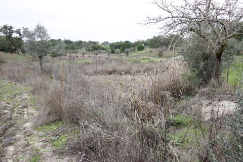 Farm hus i Mora, Evora, Mora - € 490.000 | Ref: C0420-00069 - foto 31