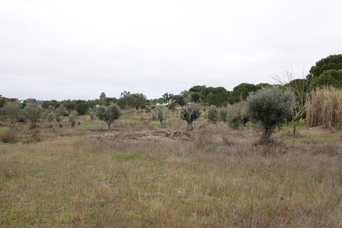 Farm hus i Mora, Evora, Mora - € 490.000 | Ref: C0420-00069 - foto 34