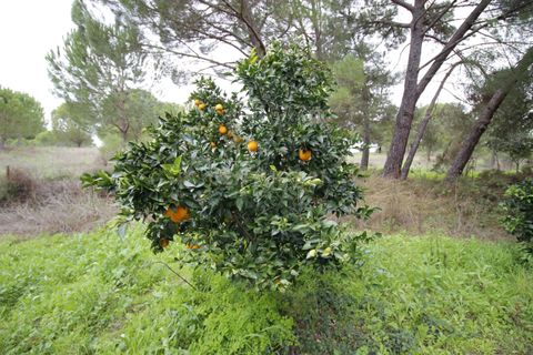 Farm hus i Mora, Evora, Mora - € 490.000 | Ref: C0420-00069 - foto 39