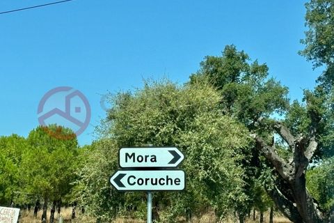 Farm i Couco, Santarem, Couco - € 199.000 | Ref: 4245JC4 - foto 6