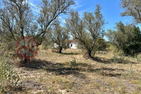 Farm i Couco, Santarem, Couco - € 199.000 | Ref: 4245JC4 - foto 12