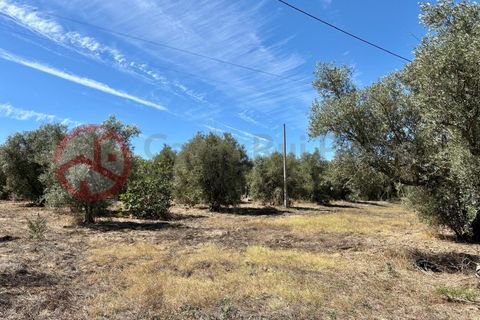 Farm i Couco, Santarem, Couco - € 199.000 | Ref: 4245JC4 - foto 17
