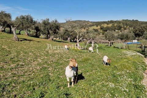 Masia a Evora, Evora, Evora - € 1.500.000 | Ref: JC782 - foto 22