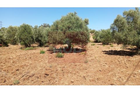 Helårsgrund i Estoi, Faro, Estoi - € 59.000 | Ref: 170240088 - foto 7