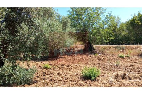 Helårsgrund i Estoi, Faro, Estoi - € 59.000 | Ref: 170240088 - foto 9