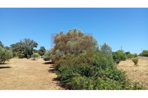 Helårsgrund i Estoi, Faro, Estoi - € 59.000 | Ref: 170240088 - foto 15
