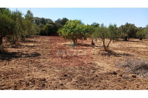 Helårsgrund i Estoi, Faro, Estoi - € 59.000 | Ref: 170240088 - foto 17