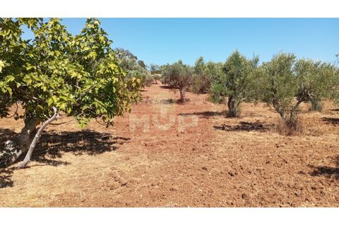 Helårsgrund i Estoi, Faro, Estoi - € 59.000 | Ref: 170240088 - foto 19
