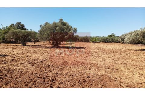 Helårsgrund i Estoi, Faro, Estoi - € 59.000 | Ref: 170240088 - foto 21
