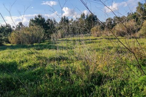 Terra a Quinta do Anjo, Setubal, Quinta do Anjo - € 440.000 | Ref: 9878 - foto 5