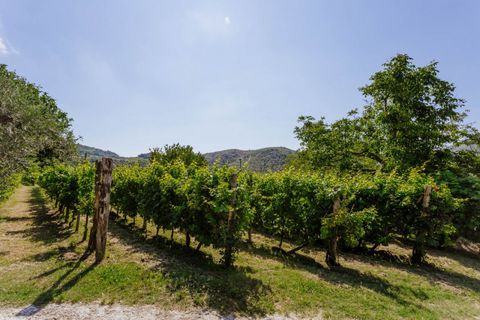 Landejendom i Cinto Euganeo, Padua, Cinto Euganeo - € 460.000 | Ref: 789 - foto 46