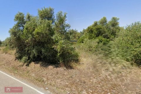 Helårsgrund i Olaia e Paco, Santarem, Olaia e Paco - € 27.300 | Ref: TPH001-375 - foto 3