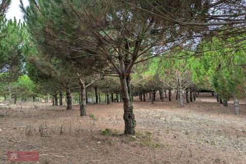 Helårsgrund i Cadaval, Lisbon, Cadaval - € 175.000 | Ref: TPH001-374 - foto 6