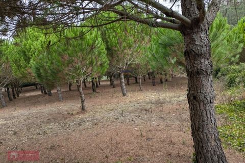 Helårsgrund i Cadaval, Lisbon, Cadaval - € 175.000 | Ref: TPH001-374 - foto 7