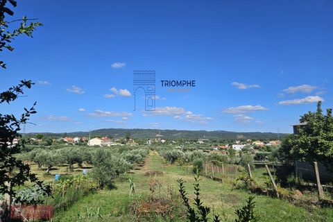 Helårsgrund i Tomar, Santarem, Tomar - € 160.000 | Ref: TPH001-364 - foto 5