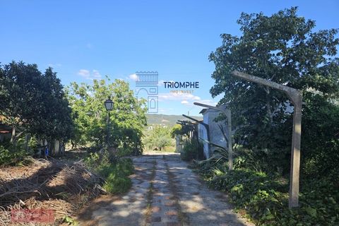 Helårsgrund i Tomar, Santarem, Tomar - € 160.000 | Ref: TPH001-364 - foto 8