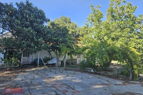 Helårsgrund i Tomar, Santarem, Tomar - € 160.000 | Ref: TPH001-364 - foto 11