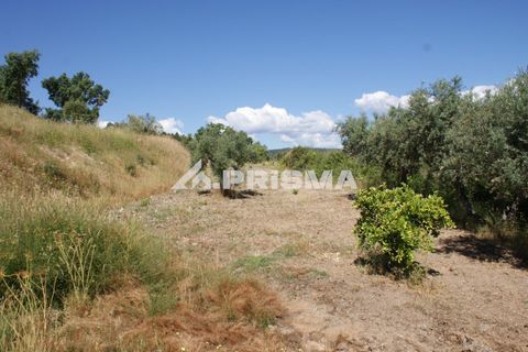 Helårsgrund i Castelo Branco, Castelo Branco, Castelo Branco - € 42.000 | Ref: PP4397 - foto 3