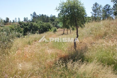 Helårsgrund i Castelo Branco, Castelo Branco, Castelo Branco - € 42.000 | Ref: PP4397 - foto 5
