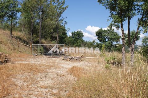 Helårsgrund i Castelo Branco, Castelo Branco, Castelo Branco - € 42.000 | Ref: PP4397 - foto 6