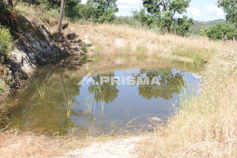 Helårsgrund i Castelo Branco, Castelo Branco, Castelo Branco - € 42.000 | Ref: PP4397 - foto 7