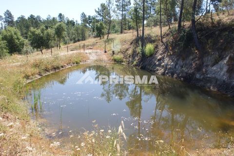 Helårsgrund i Castelo Branco, Castelo Branco, Castelo Branco - € 42.000 | Ref: PP4397 - foto 10