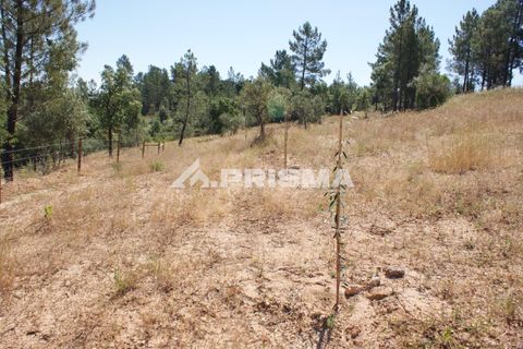 Helårsgrund i Castelo Branco, Castelo Branco, Castelo Branco - € 42.000 | Ref: PP4397 - foto 11